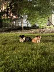 Found/Stray Unknown Dog last seen Canterbury Rd, Detroit, MI 48221