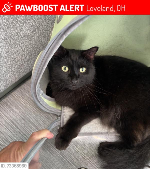 Lost Male Cat last seen Fields Ertel and stonebridge rd, Loveland, OH 45140
