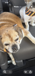Lost Male Dog last seen Near, Creedmoor, NC 27522