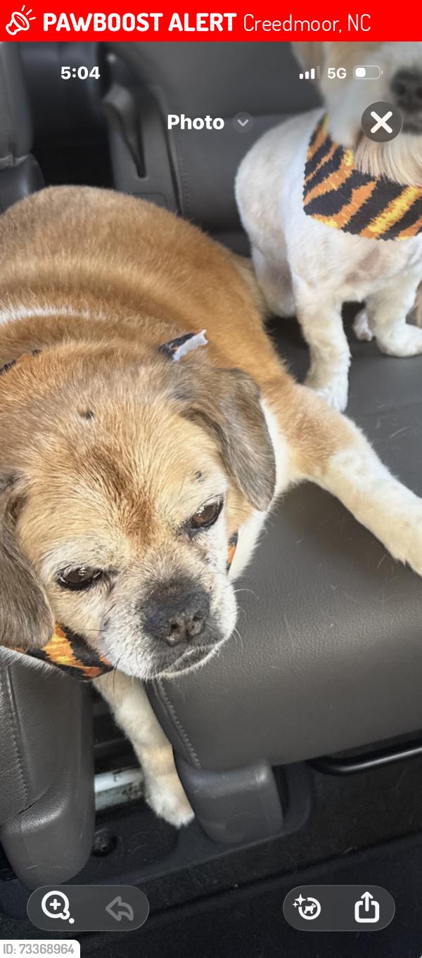 Lost Male Dog last seen Near, Creedmoor, NC 27522