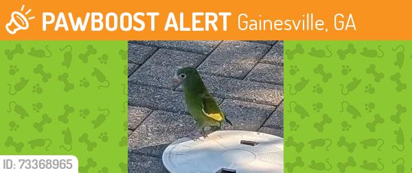 Found/Stray Unknown Bird last seen Cresswind at Lake Lanier outdoor pool at clbh, Gainesville, GA 30504