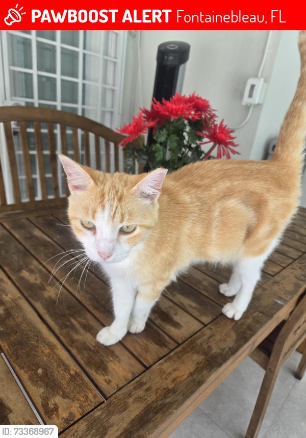 Lost Female Cat last seen Flagler St. And 82 Ave., Fontainebleau, FL 33144