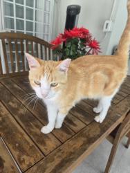 Lost Female Cat last seen Flagler St. And 82 Ave., Fontainebleau, FL 33144