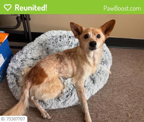 Reunited Female Dog last seen Coveside and Seminole, Kemah, TX 77565