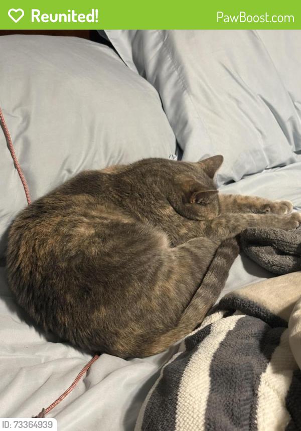 Reunited Female Cat last seen Vine hill, Martinez, CA 94553