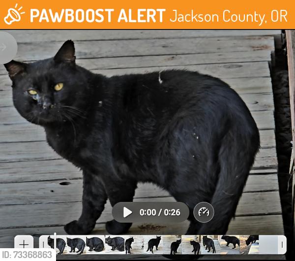 Found/Stray Unknown Cat last seen Jacksin County, Oregon, Jackson County, OR 97504
