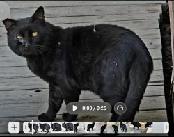 Found/Stray Unknown Cat last seen Jacksin County, Oregon, Jackson County, OR 97504