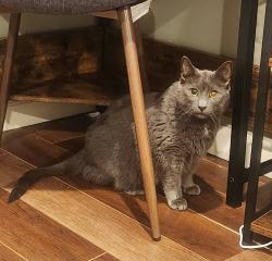Found/Stray Unknown Cat last seen Cancun Mexican Restaurant, Fairless Hills, PA 19030
