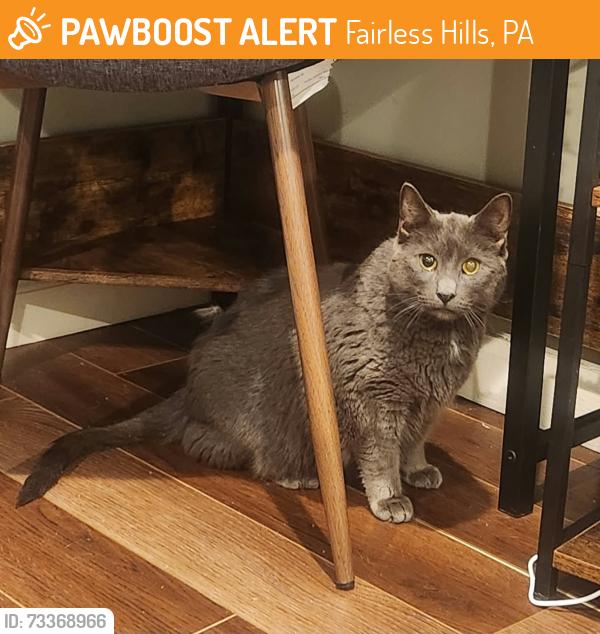 Found/Stray Unknown Cat last seen Cancun Mexican Restaurant, Fairless Hills, PA 19030