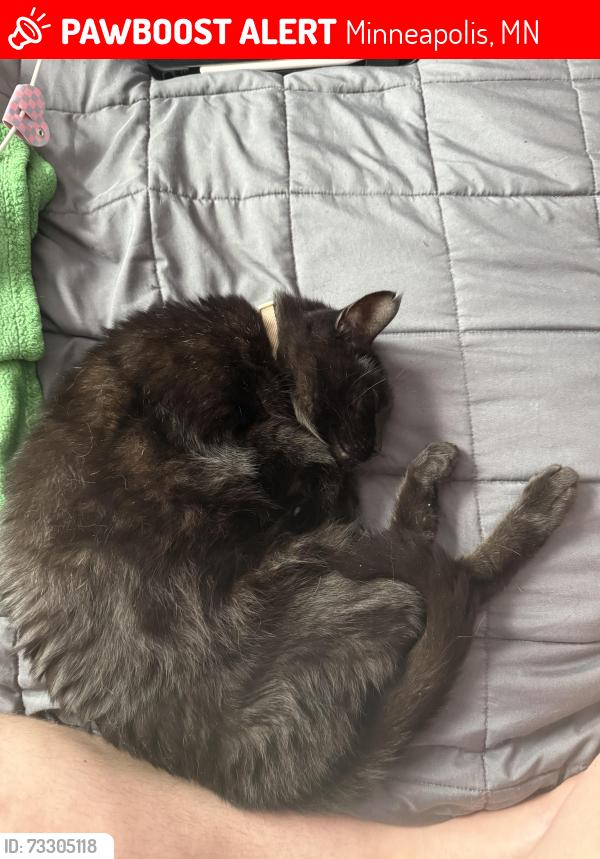 Lost Female Cat last seen Calvary Evangelical Church, Minneapolis, MN 55411