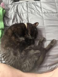 Lost Female Cat last seen Calvary Evangelical Church, Minneapolis, MN 55411