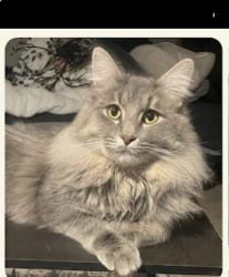 Lost Male Cat last seen Hallendale and Franklin east of Haslett high school, Haslett, MI 48840