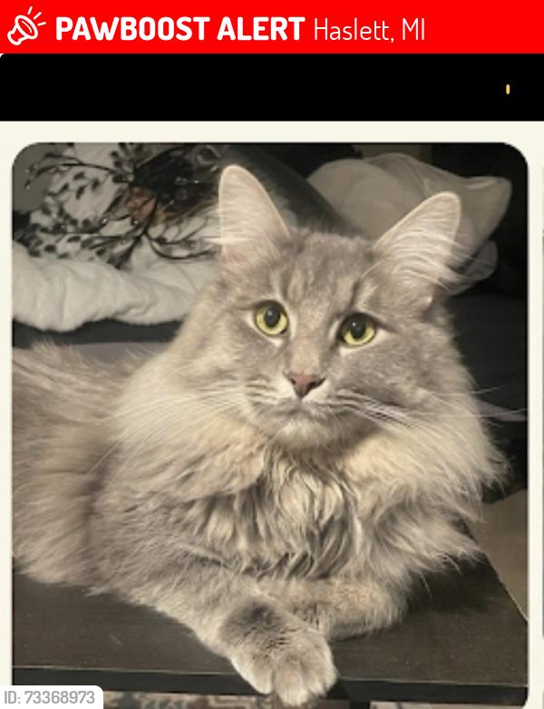 Lost Male Cat last seen Hallendale and Franklin east of Haslett high school, Haslett, MI 48840