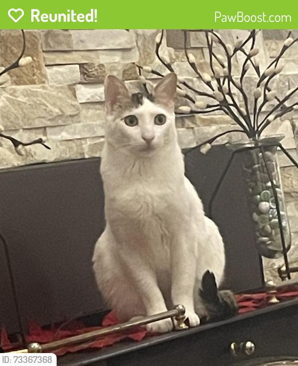 Reunited Male Cat last seen Martindale park, Oakville, ON 