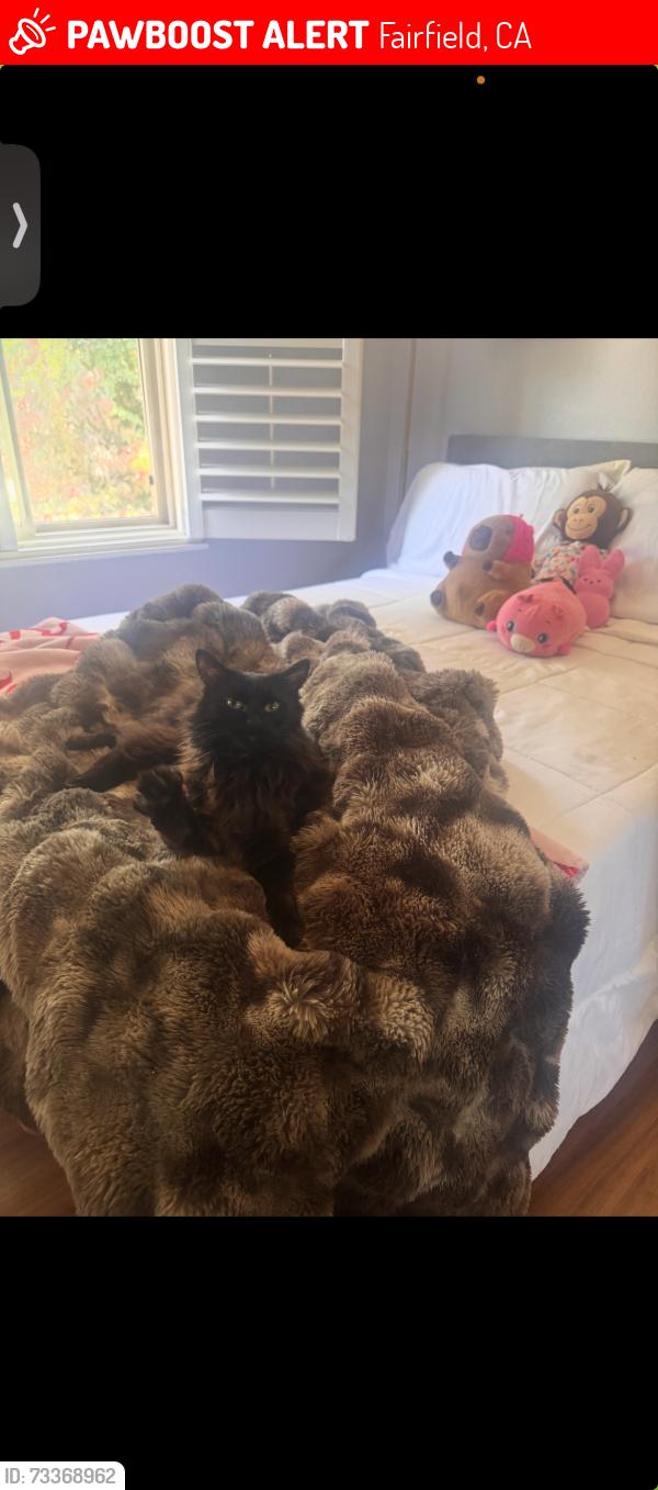 Lost Female Cat last seen Sparrow Ln & Falcon Dr, Fairfield, CA 94533