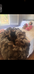Lost Female Cat last seen Sparrow Ln & Falcon Dr, Fairfield, CA 94533