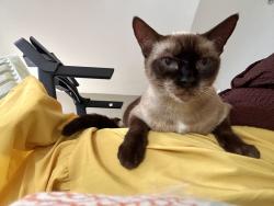 Reunited Female Cat last seen Del Rio, Lakeshore Drive, Tallahassee, FL 32312