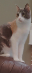 Lost Female Cat last seen Dove meadows pool area, Spring, TX 77388