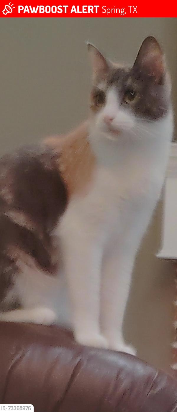 Lost Female Cat last seen Dove meadows pool area, Spring, TX 77388
