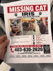 Lost Female Cat last seen Cherniak way, Edmonton, AB T6W 4S6