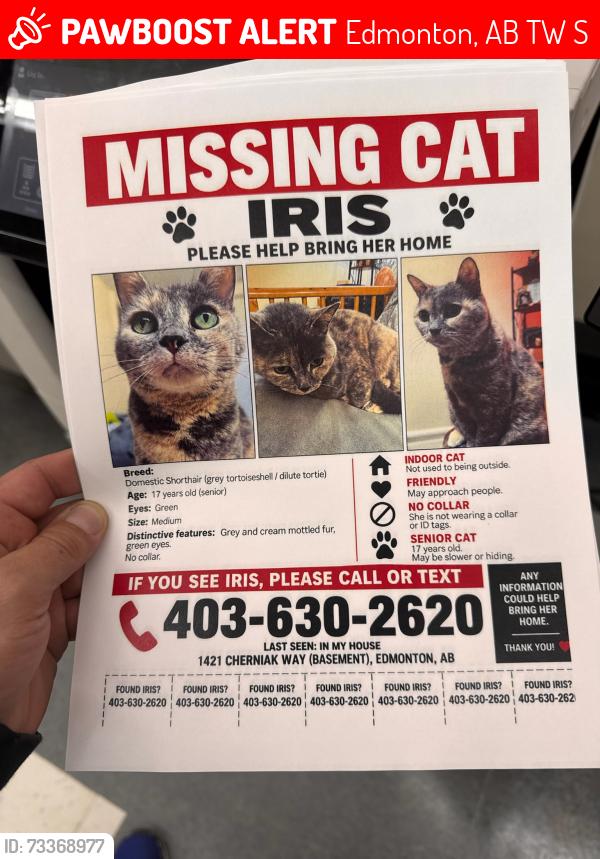 Lost Female Cat last seen Cherniak way, Edmonton, AB T6W 4S6