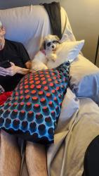 Reunited Female Dog last seen Comly and tulip st, Philadelphia, PA 19135