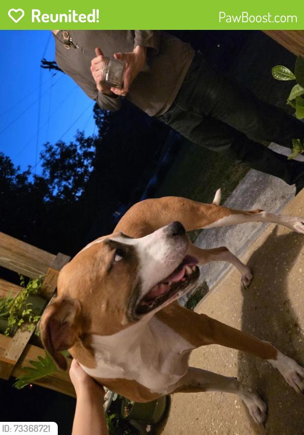 Reunited Male Dog last seen Stoney mountain road, Hendersonville, NC 28791
