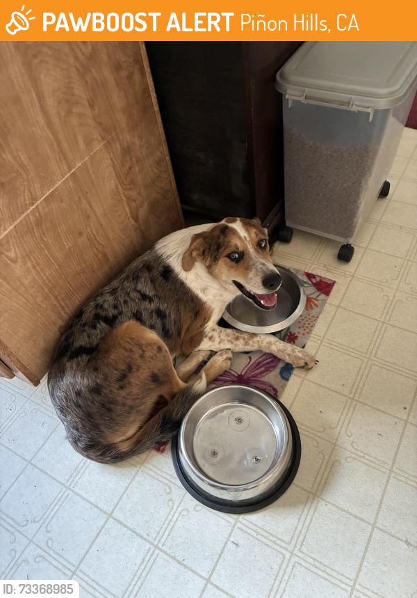 Found/Stray Unknown Dog last seen Joshua Hills Road and Alta Vista, Piñon Hills, CA 93544