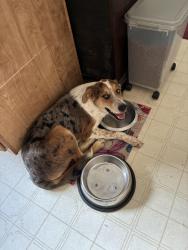 Found/Stray Unknown Dog last seen Joshua Hills Road and Alta Vista, Piñon Hills, CA 93544