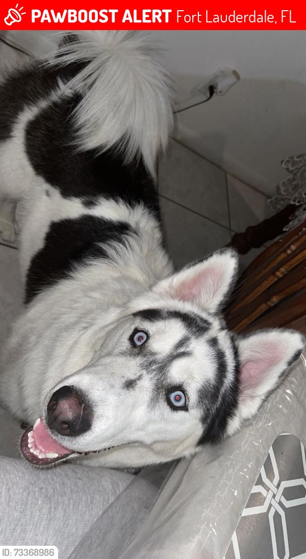 Lost Male Dog last seen NW 60th Street, Fort Lauderdale FL 33319, Fort Lauderdale, FL 33319