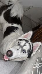 Lost Male Dog last seen NW 60th Street, Fort Lauderdale FL 33319, Fort Lauderdale, FL 33319