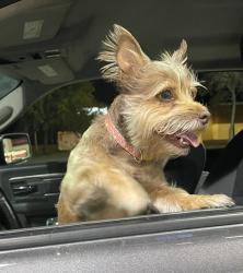 Lost Female Dog last seen 71st and Garnett, Broken Arrow, OK 74012