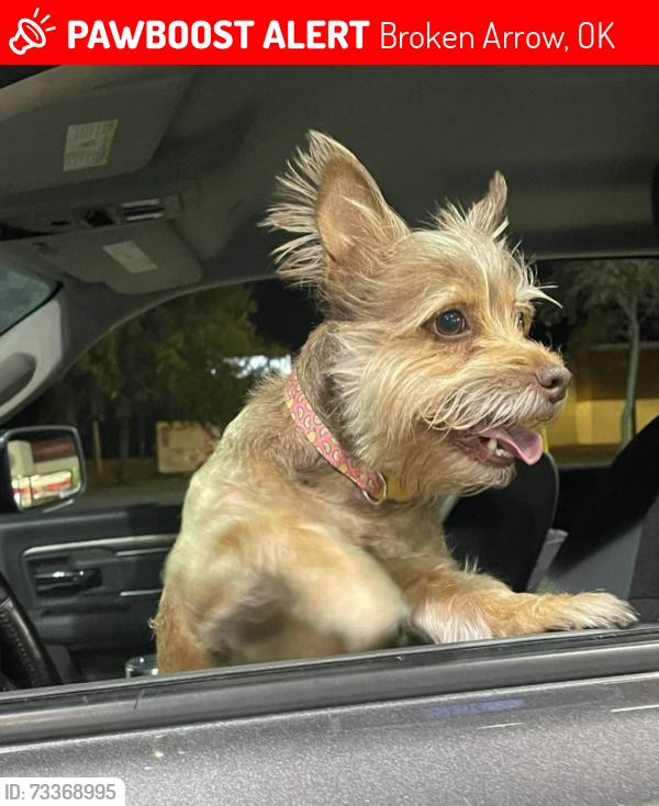 Lost Female Dog last seen 71st and Garnett, Broken Arrow, OK 74012