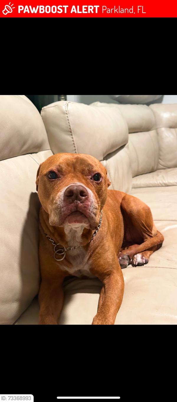 Lost Female Dog last seen Heron heights elementary school, Parkland, FL 33076