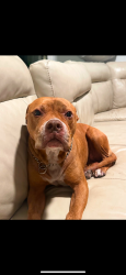 Lost Female Dog last seen Heron heights elementary school, Parkland, FL 33076