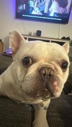 Reunited Male Dog last seen Near Silver Scallop Lp, Wimauma, FL 33598, USA, Wimauma, FL 33598