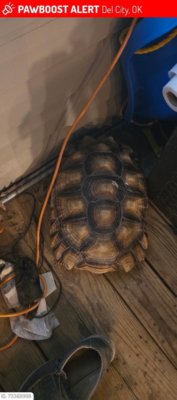 Lost Male Reptile last seen Wofford dr, sunnylane, Del City, OK 73115