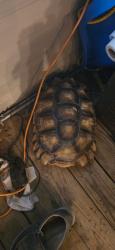 Lost Male Reptile last seen Wofford dr, sunnylane, Del City, OK 73115