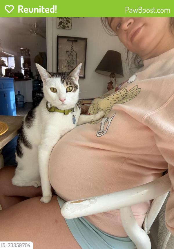 Reunited Male Cat last seen A st and Truxtun, Bakersfield, CA 93301