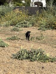 Found/Stray Unknown Dog last seen Field behind Vintage Faire Mall at Vintage Drive and Dale Rd. Signal, Modesto, CA 95356