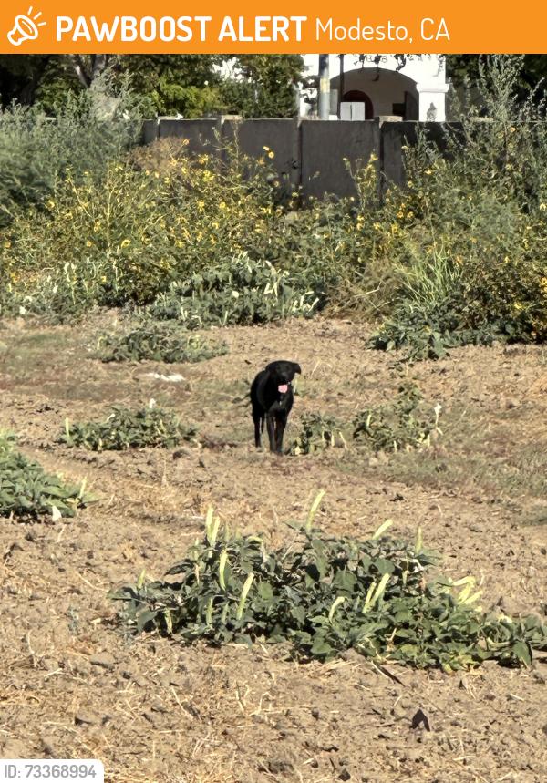 Found/Stray Unknown Dog last seen Field behind Vintage Faire Mall at Vintage Drive and Dale Rd. Signal, Modesto, CA 95356
