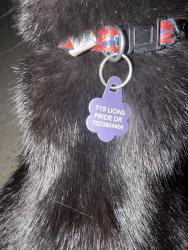 Reunited Female Cat last seen On Lions Pride, Herndon, VA 20170