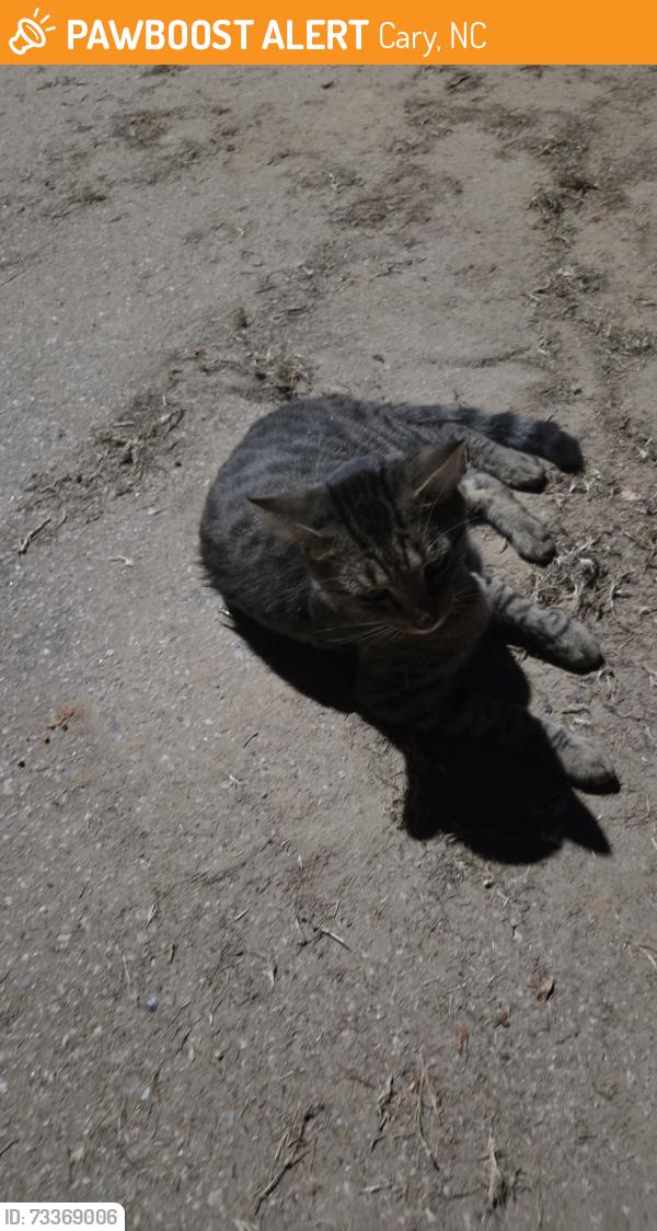 Found/Stray Unknown Cat last seen Parkmist cr cary, Cary, NC 27519