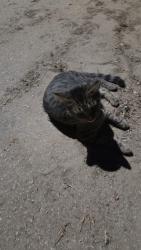 Found/Stray Unknown Cat last seen Parkmist cr cary, Cary, NC 27519