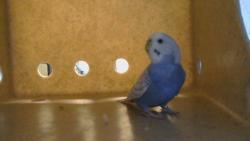 Shelter Stray Unknown Bird last seen , 216 W Victoria St, Gardena, CA 90248, USA