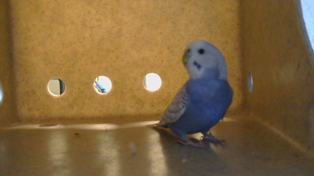 Shelter Stray Unknown Bird last seen , 216 W Victoria St, Gardena, CA 90248, USA
