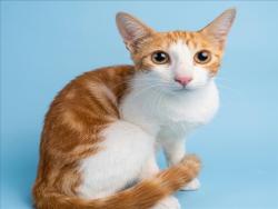 Shelter Stray Male Cat last seen , 1850 W 60th St, Los Angeles, CA 90047, USA