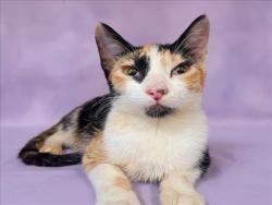 Shelter Stray Female Cat last seen , 1850 W 60th St, Los Angeles, CA 90047, USA