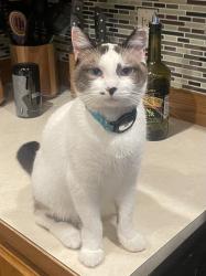 Lost Female Cat last seen S 34th St., Connelly Ave., Bellingham, WA 98229