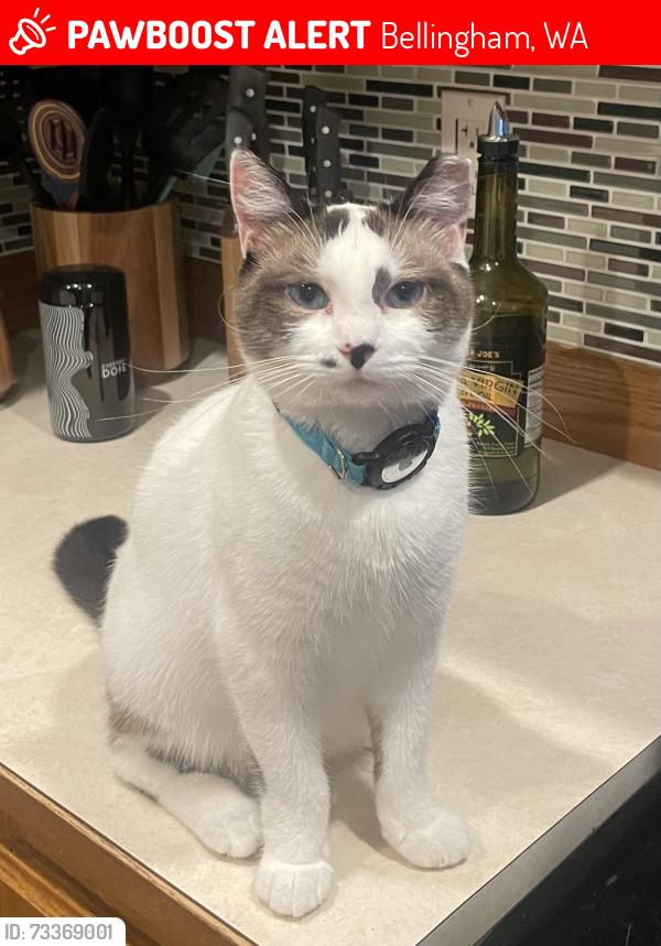 Lost Female Cat last seen S 34th St., Connelly Ave., Bellingham, WA 98229